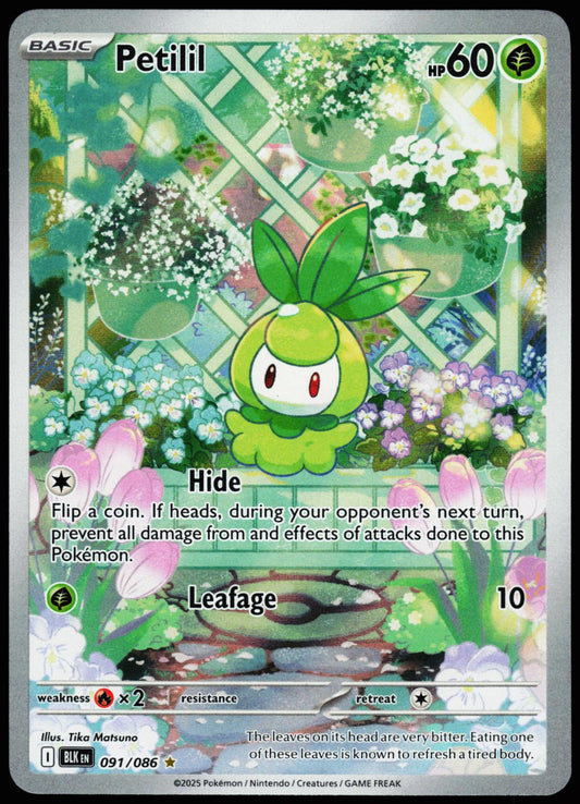 Petilil 091/086 Holo Illustration Rare Black Bolt Pokemon Near Mint